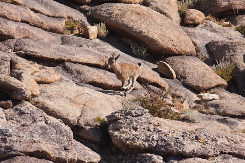 Siberian Ibex